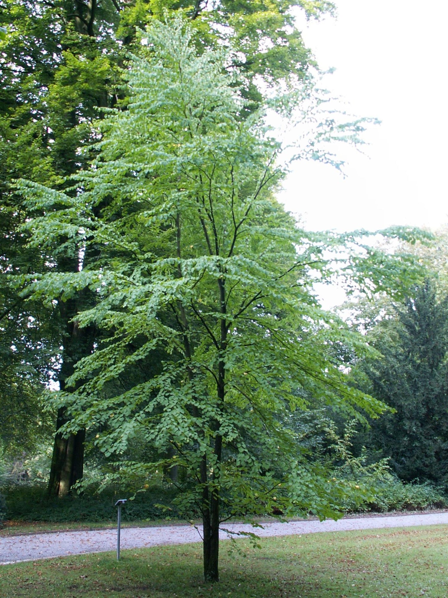 Cercidiphyllum Japonicum - View 15 from www redcrocus com