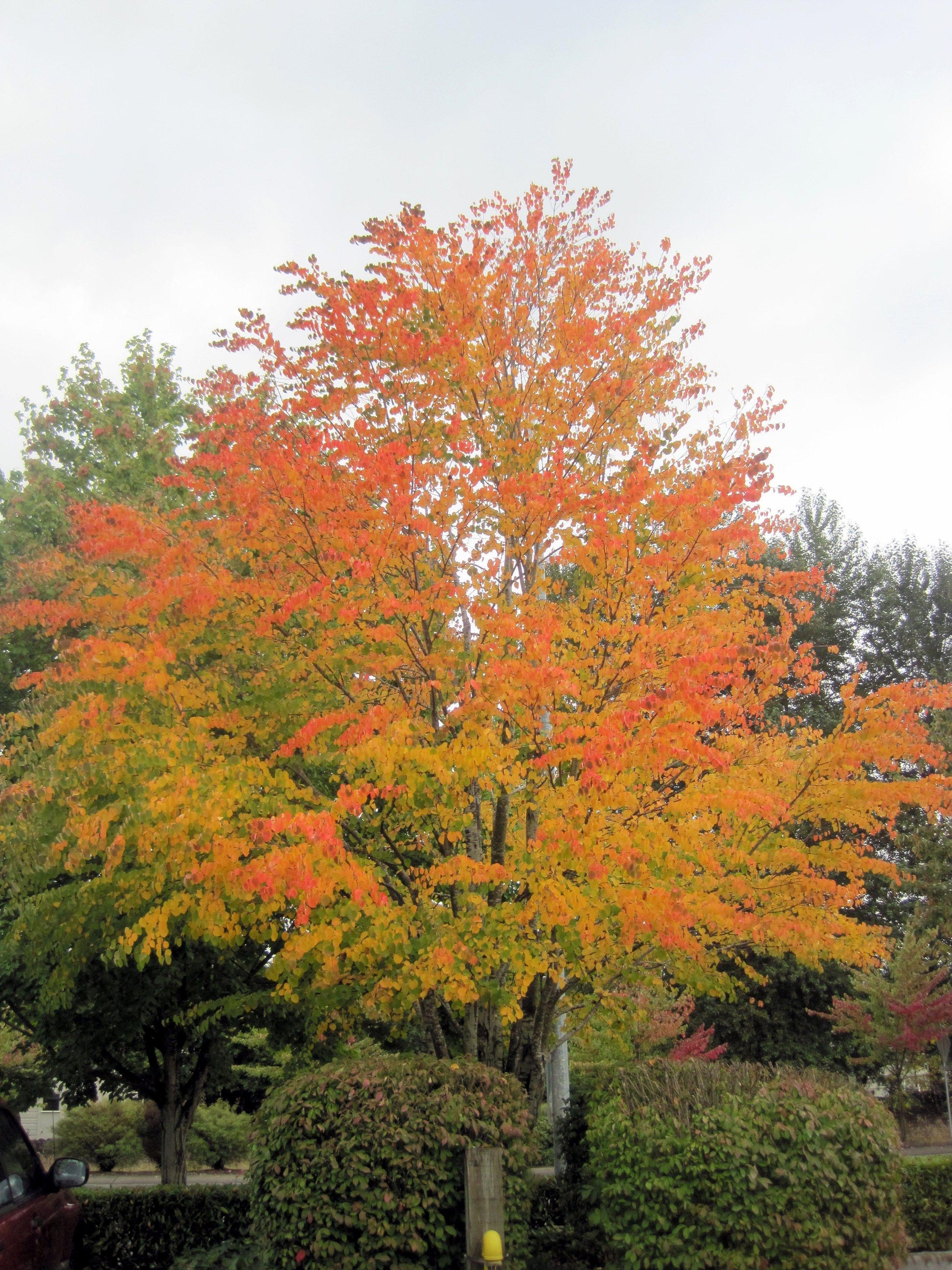 Cercidiphyllum Japonicum - View 16 from www redcrocus com