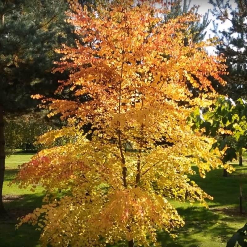 Cercidiphyllum Japonicum - View 18 from www redcrocus com