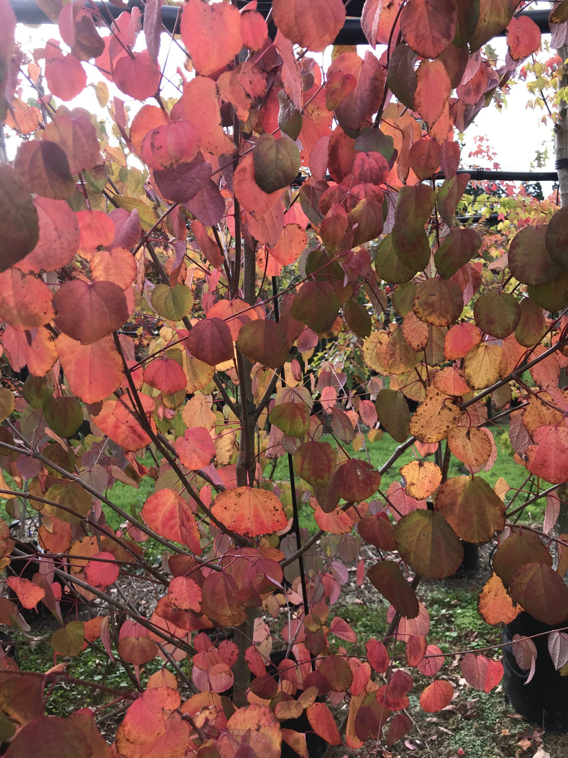 Cercidiphyllum Japonicum - View 21 from www redcrocus com