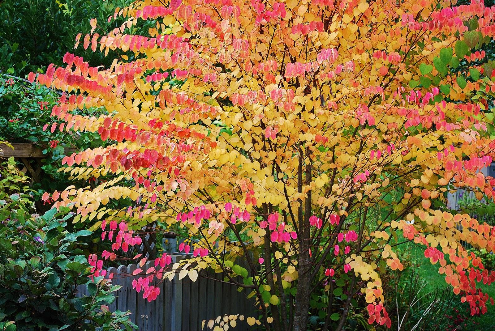 Cercidiphyllum Japonicum - View 3 from www redcrocus com