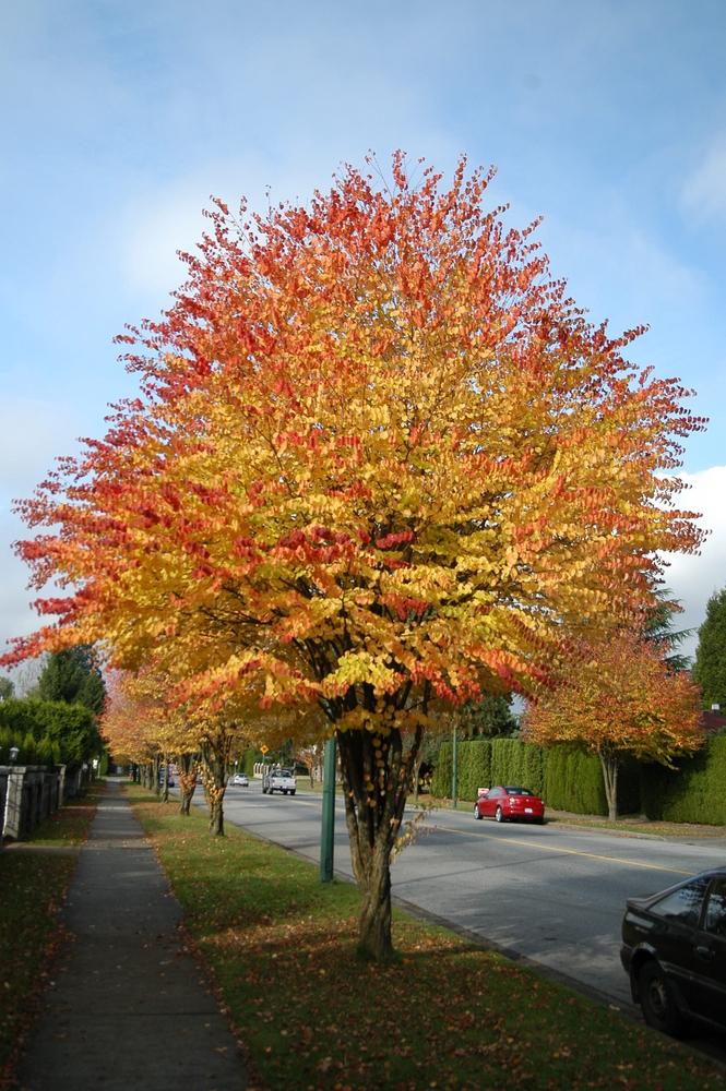 Cercidiphyllum Japonicum - View 4 from www redcrocus com