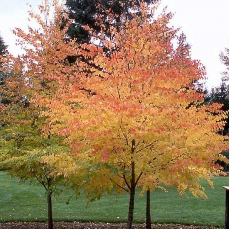 Cercidiphyllum Japonicum - View 5 from www redcrocus com