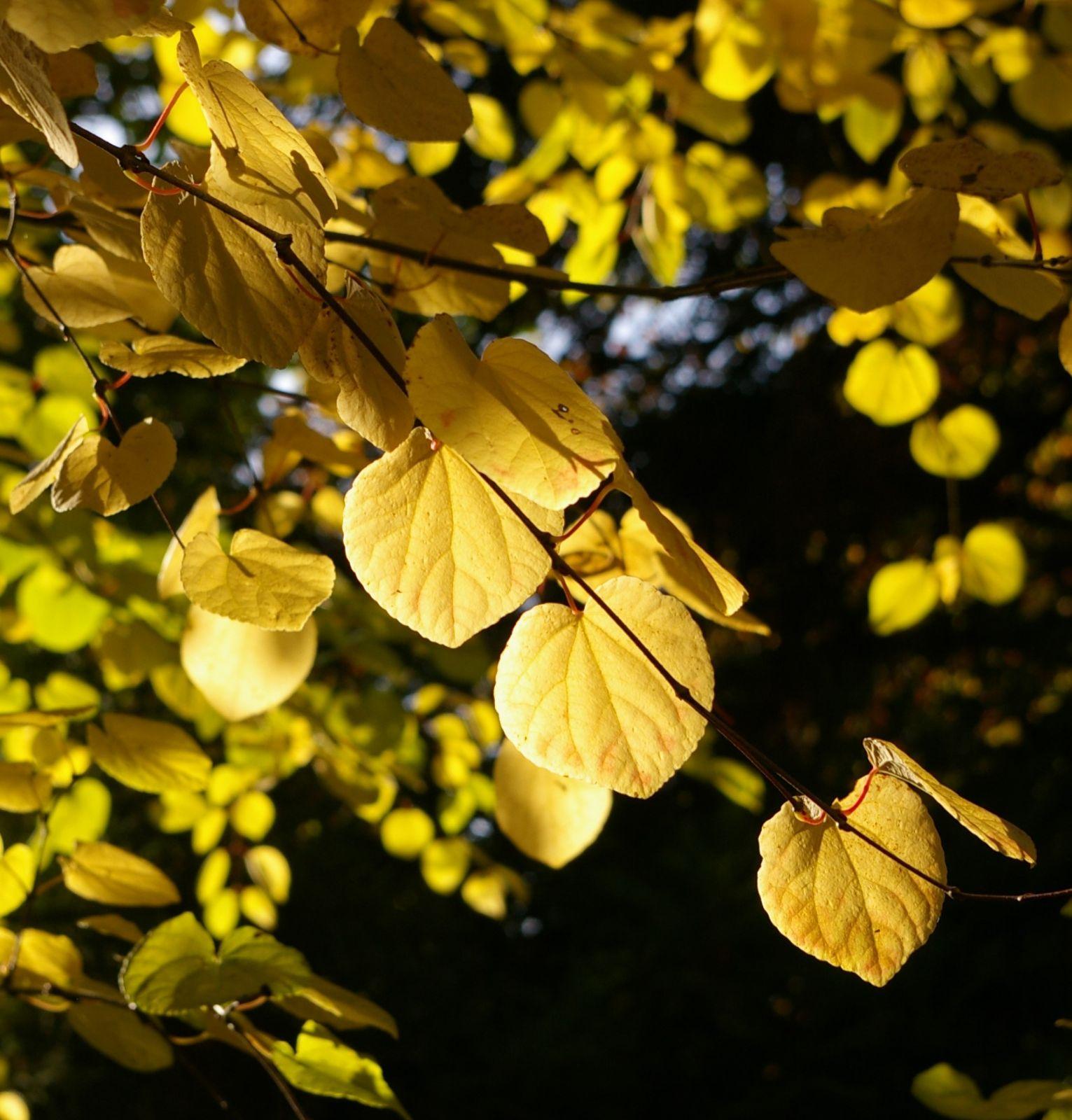 Cercidiphyllum Japonicum - View 6 from www redcrocus com