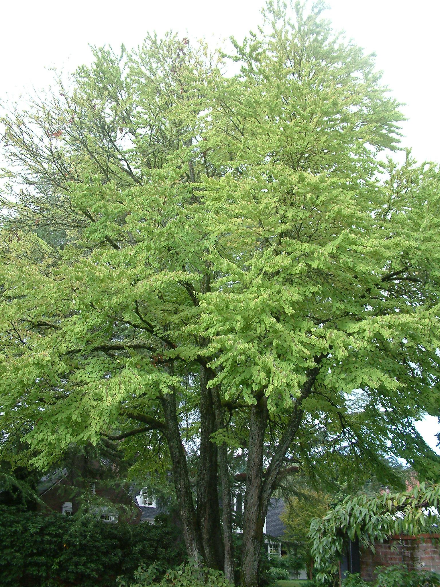 Cercidiphyllum Japonicum - View 9 from www redcrocus com