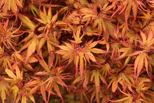 Acer Palmatum Kuro Hime - View 1 from www redcrocus com