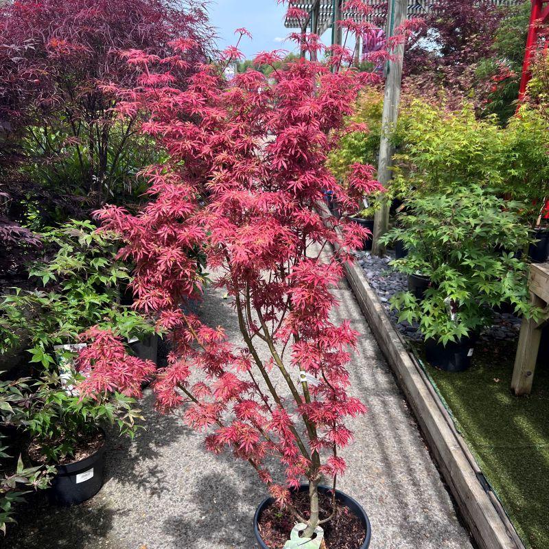 Acer Palmatum 'jerre Schwartz' - View 12 from www redcrocus com