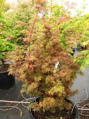 Acer Palmatum 'jerre Schwartz' - View 13 from www redcrocus com