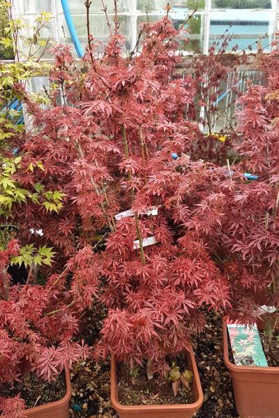 Acer Palmatum 'jerre Schwartz' - View 14 from www redcrocus com
