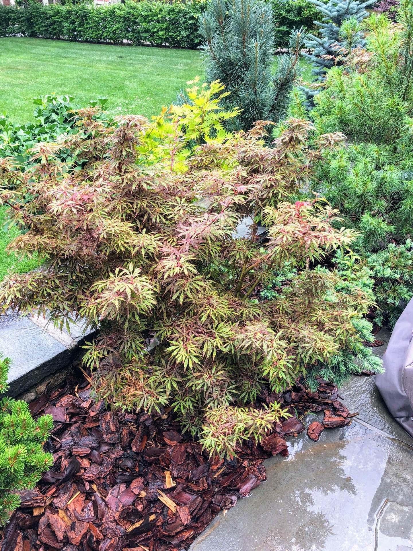 Acer Palmatum 'jerre Schwartz' - View 1 from www redcrocus com
