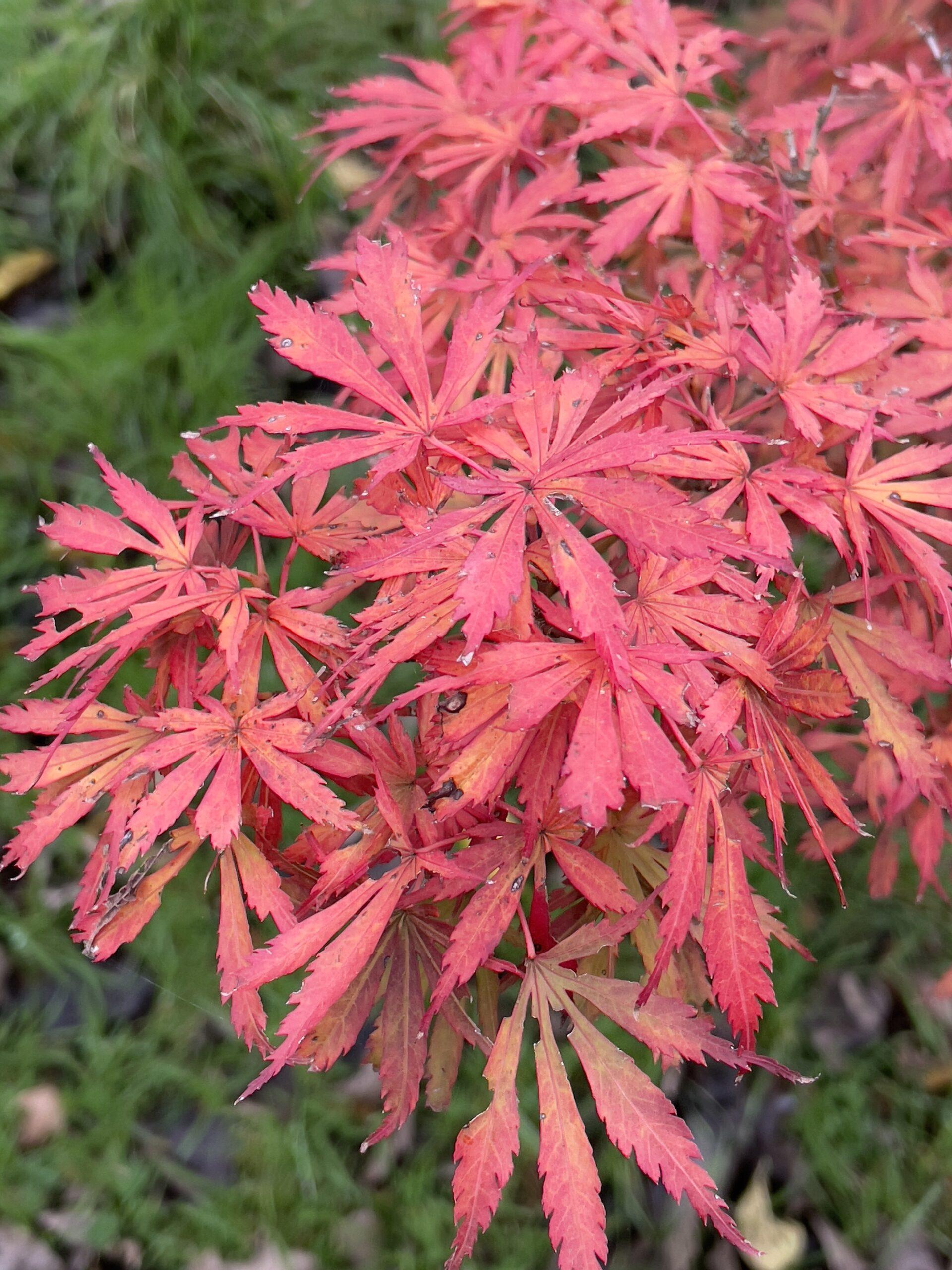 Acer Palmatum 'jerre Schwartz' - View 21 from www redcrocus com