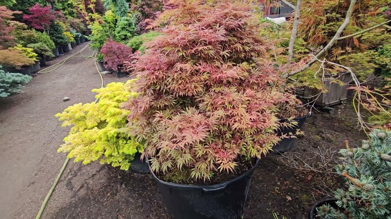 Acer Palmatum 'jerre Schwartz' - View 22 from www redcrocus com