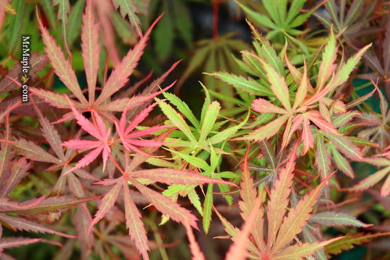 Acer Palmatum 'jerre Schwartz' - View 23 from www redcrocus com