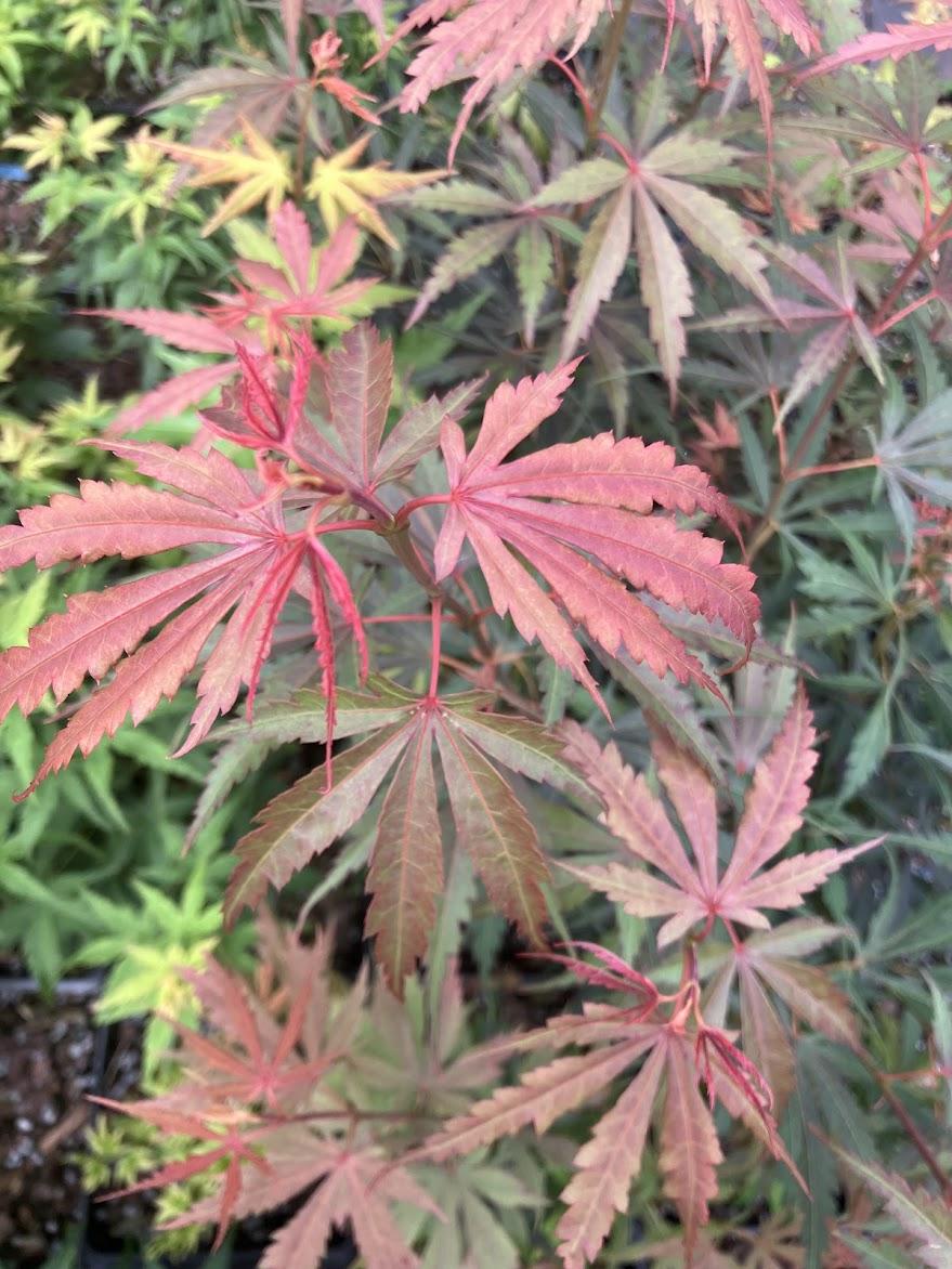 Acer Palmatum 'jerre Schwartz' - View 24 from www redcrocus com