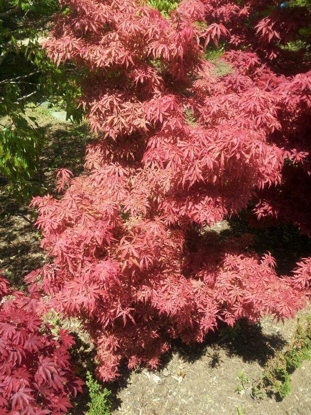 Acer Palmatum 'jerre Schwartz' - View 25 from www redcrocus com