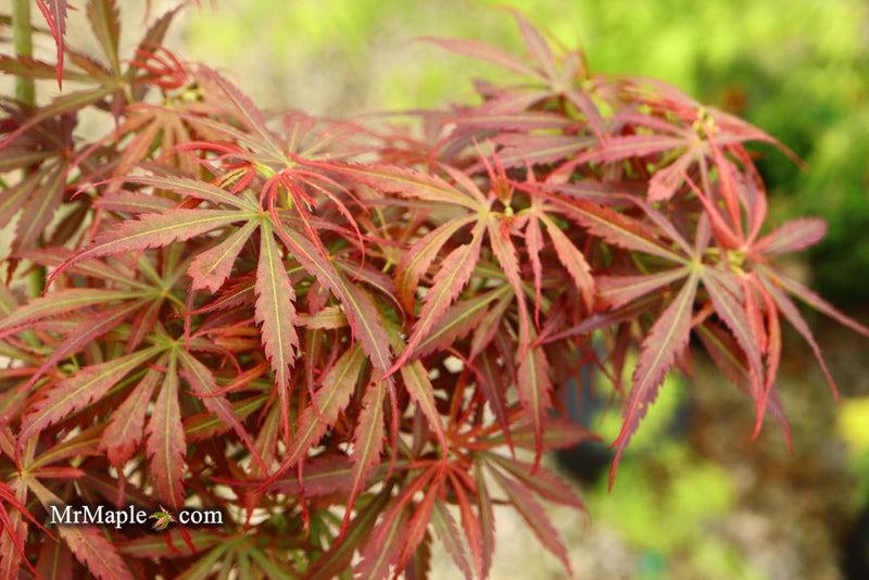 Acer Palmatum 'jerre Schwartz' - View 26 from www redcrocus com