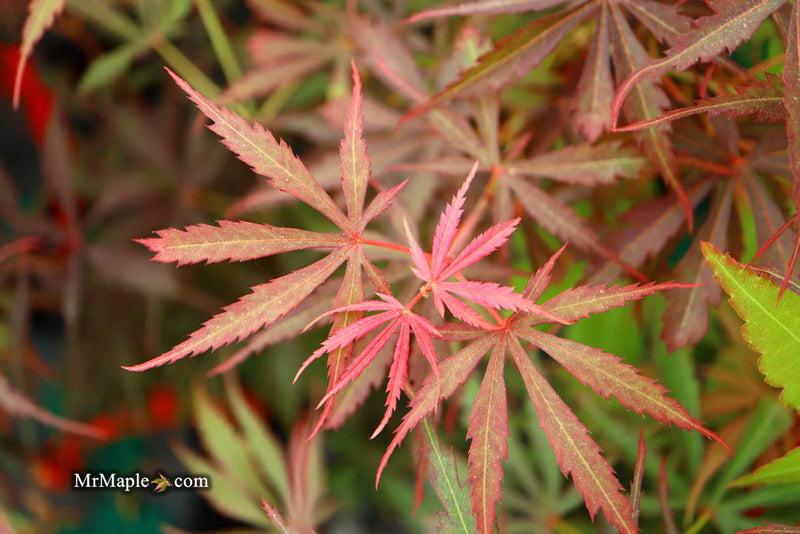 Acer Palmatum 'jerre Schwartz' - View 27 from www redcrocus com