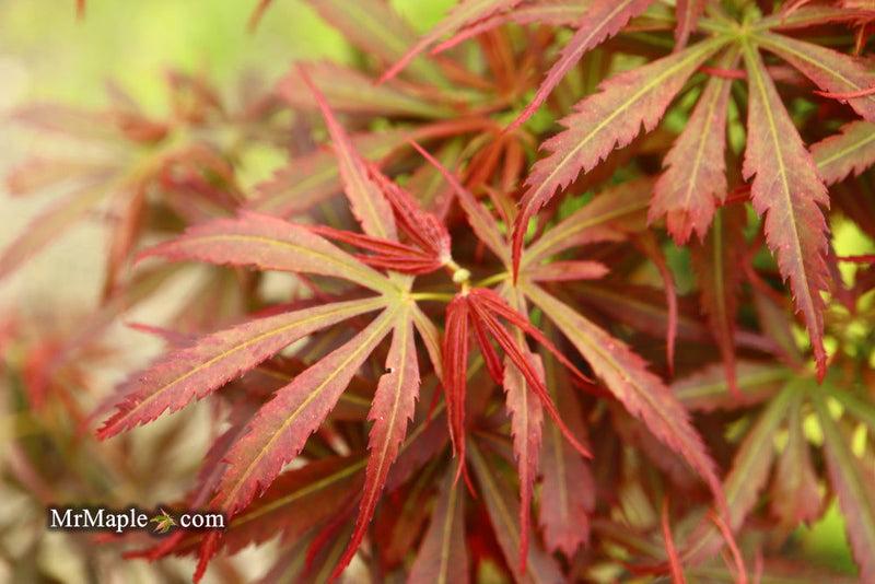 Acer Palmatum 'jerre Schwartz' - View 28 from www redcrocus com