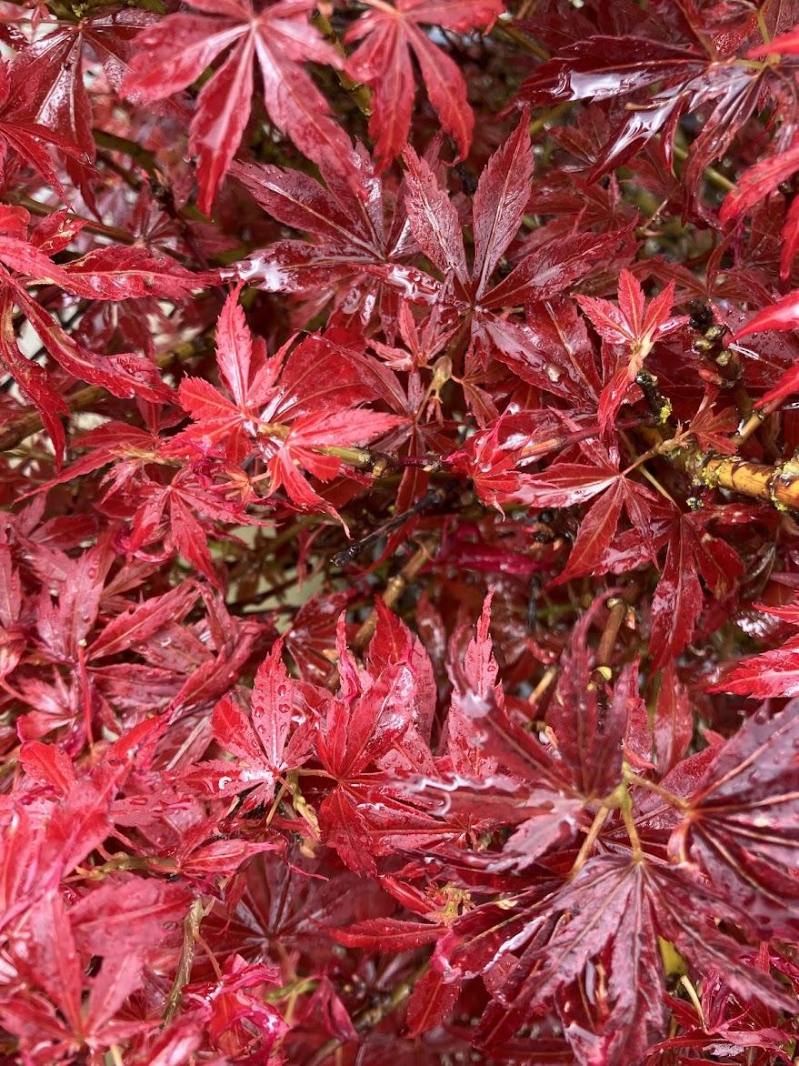 Acer Palmatum 'jerre Schwartz' - View 29 from www redcrocus com