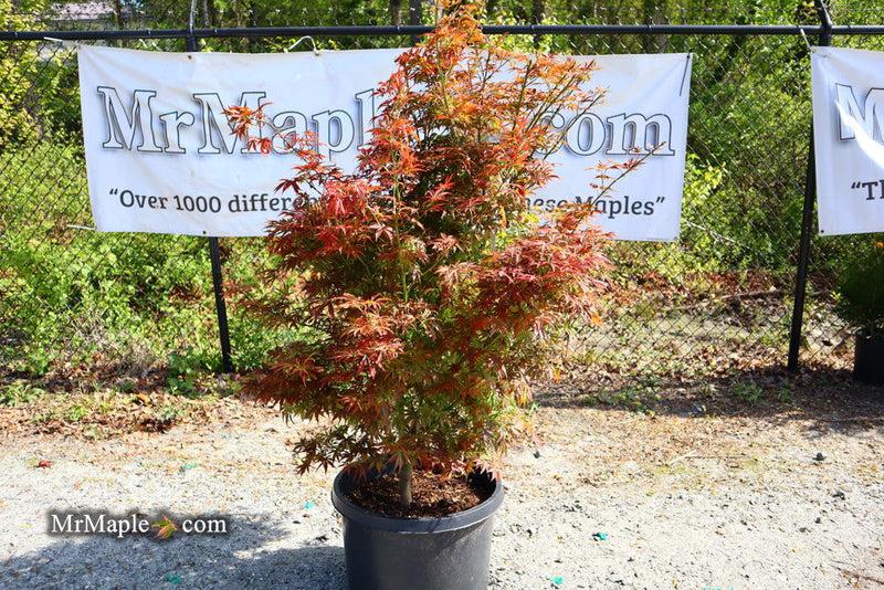 Acer Palmatum 'jerre Schwartz' - View 30 from www redcrocus com