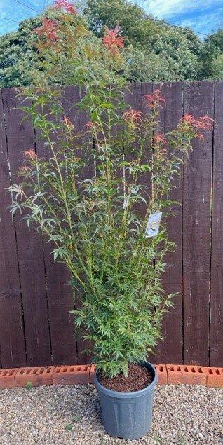 Acer Palmatum 'jerre Schwartz' - View 31 from www redcrocus com