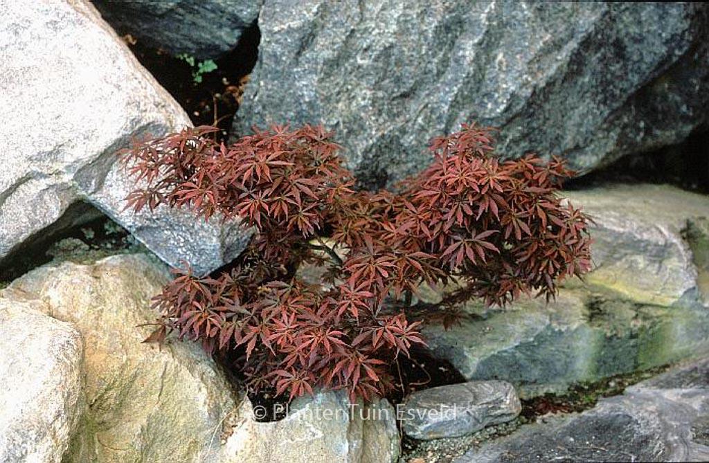Acer Palmatum 'jerre Schwartz' - View 32 from www redcrocus com