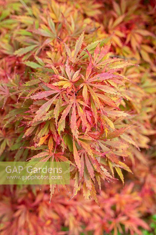 Acer Palmatum 'jerre Schwartz' - View 34 from www redcrocus com
