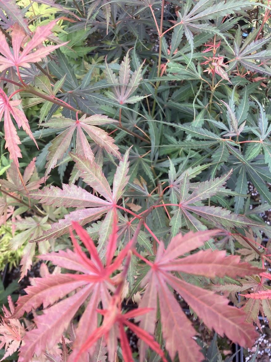 Acer Palmatum 'jerre Schwartz' - View 35 from www redcrocus com