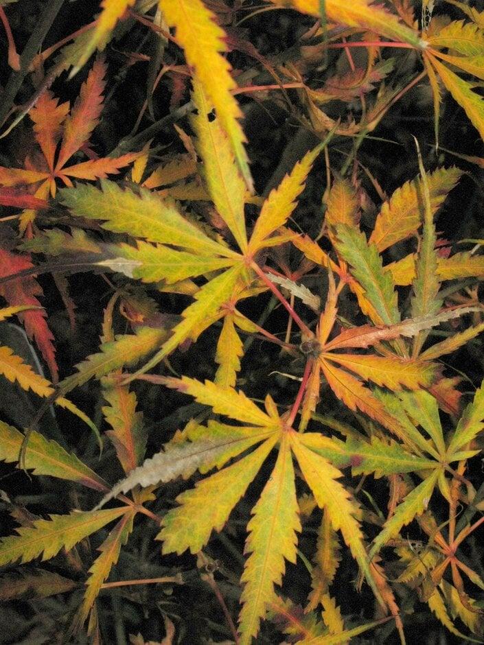 Acer Palmatum 'jerre Schwartz' - View 36 from www redcrocus com