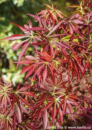 Acer Palmatum 'jerre Schwartz' - View 38 from www redcrocus com