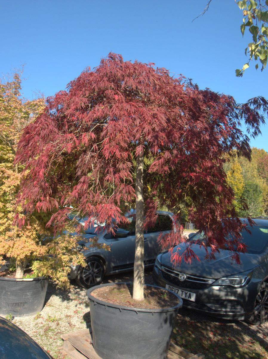 Acer Palmatum 'jerre Schwartz' - View 40 from www redcrocus com