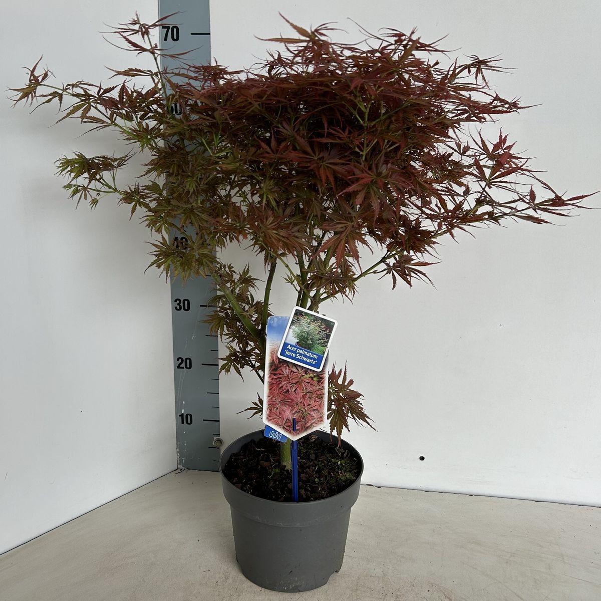 Acer Palmatum 'jerre Schwartz' - View 5 from www redcrocus com
