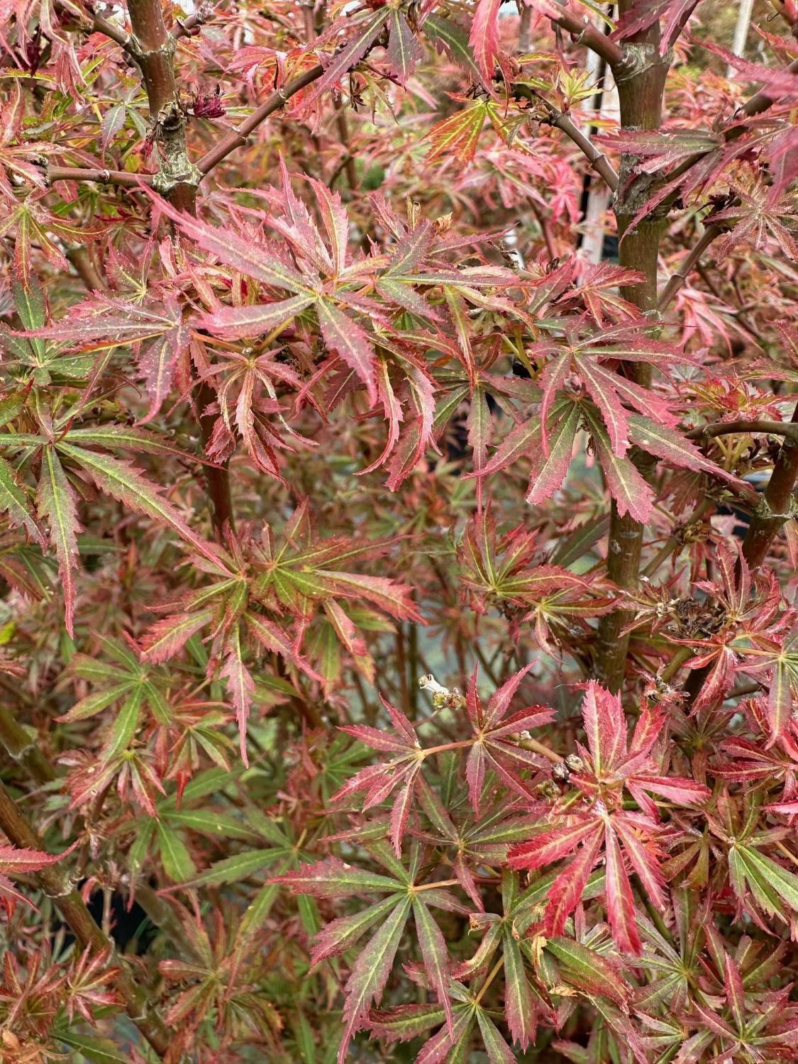 Acer Palmatum 'jerre Schwartz' - View 7 from www redcrocus com
