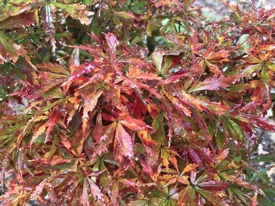 Acer Palmatum 'jerre Schwartz' - View 8 from www redcrocus com