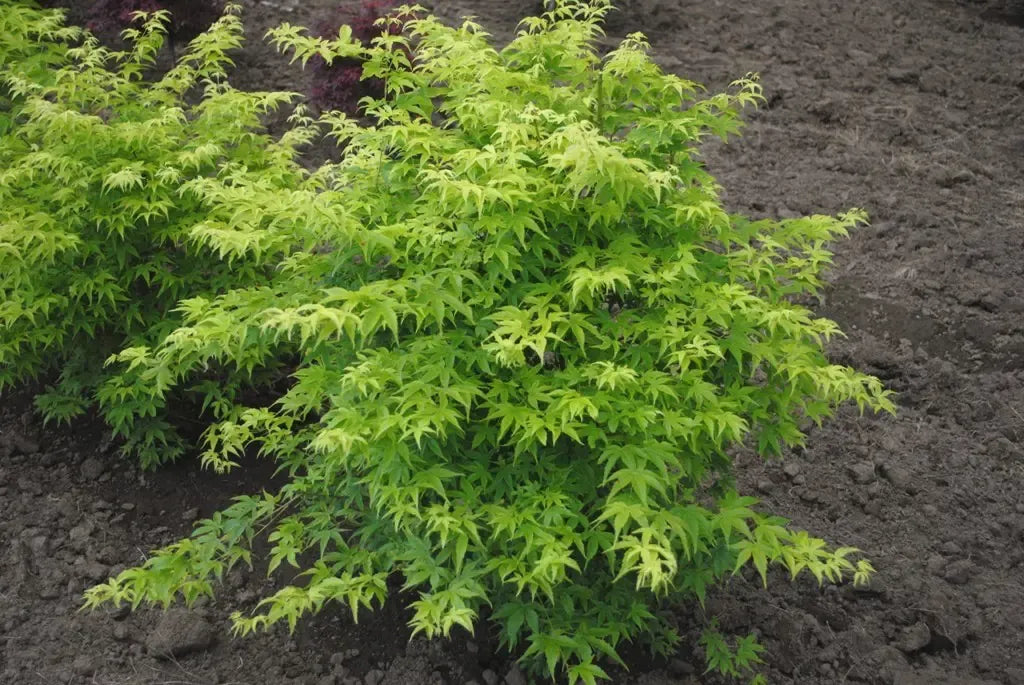 Acer Palmatum 'shidava Gold' - View 10 from www redcrocus com
