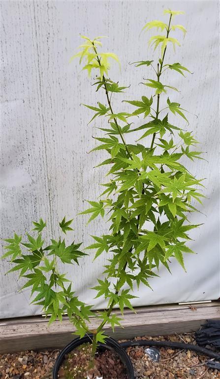 Acer Palmatum 'shidava Gold' - View 11 from www redcrocus com