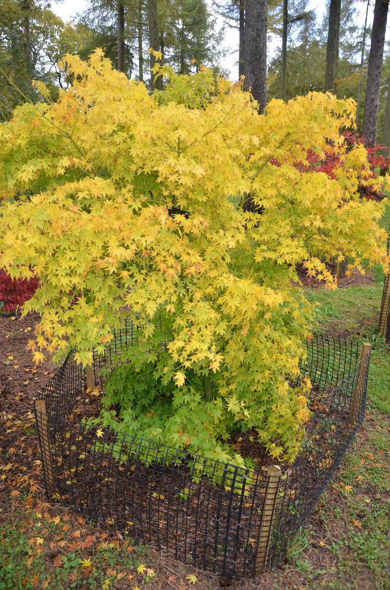 Acer Palmatum 'shidava Gold' - View 13 from www redcrocus com