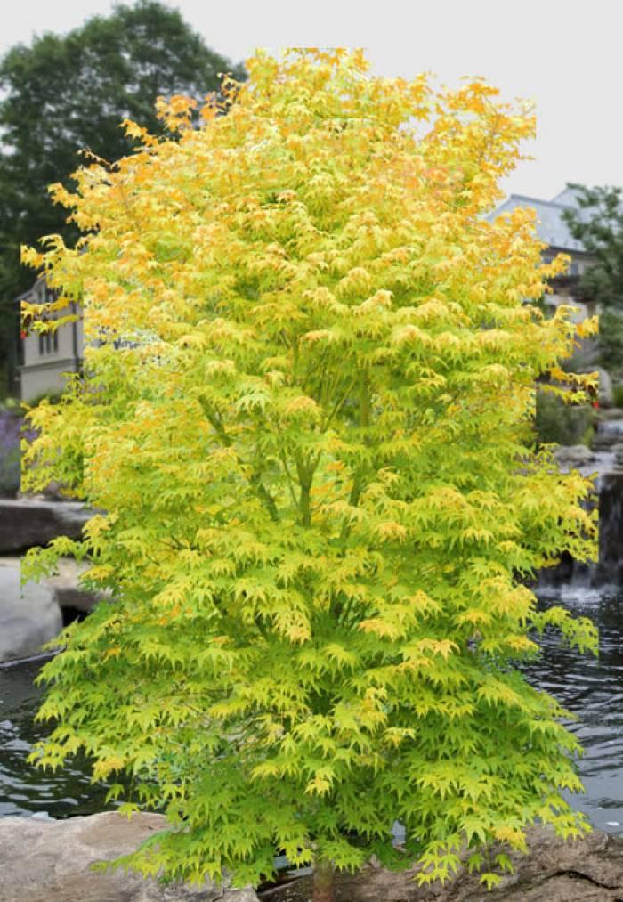 Acer Palmatum 'shidava Gold' - View 14 from www redcrocus com