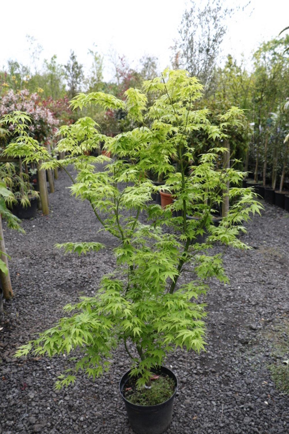 Acer Palmatum 'shidava Gold' - View 15 from www redcrocus com