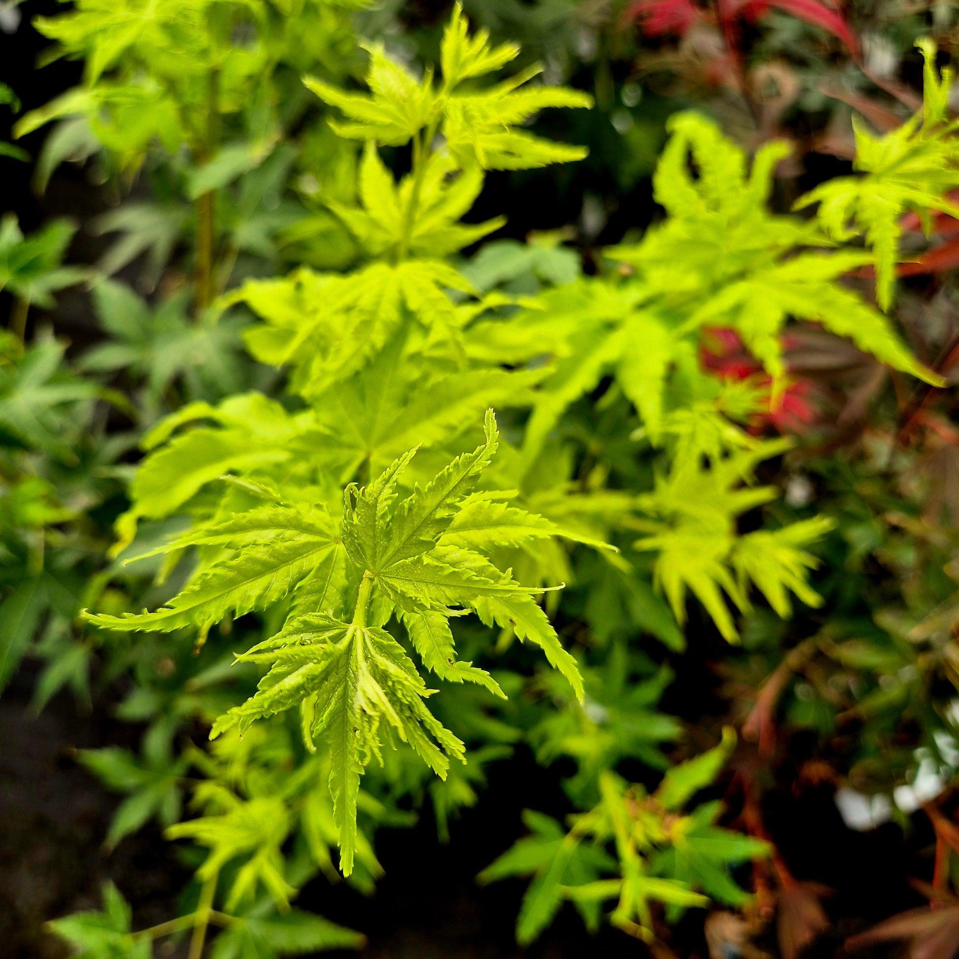 Acer Palmatum 'shidava Gold' - View 17 from www redcrocus com