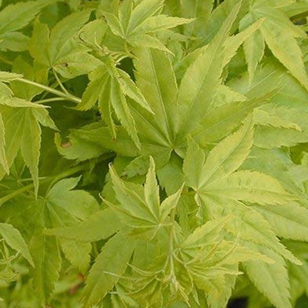 Acer Palmatum 'shidava Gold' - View 18 from www redcrocus com