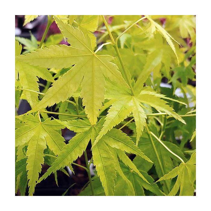 Acer Palmatum 'shidava Gold' - View 19 from www redcrocus com