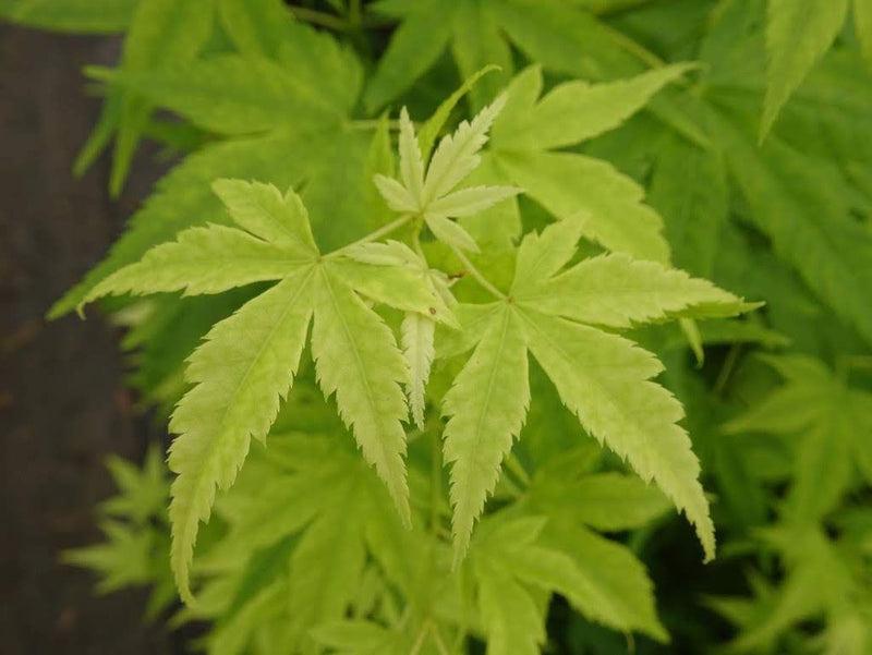 Acer Palmatum 'shidava Gold' - View 22 from www redcrocus com