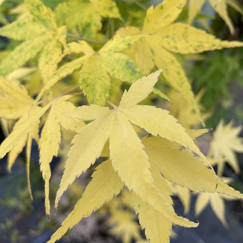 Acer Palmatum 'shidava Gold' - View 23 from www redcrocus com