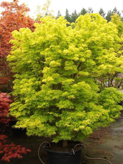 Acer Palmatum 'shidava Gold' - View 24 from www redcrocus com