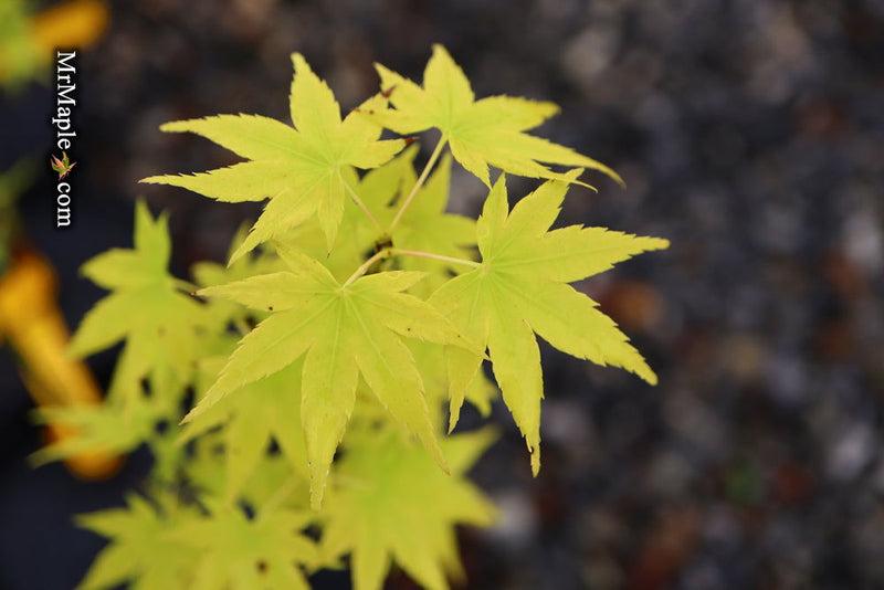 Acer Palmatum 'shidava Gold' - View 25 from www redcrocus com