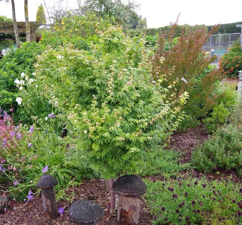 Acer Palmatum 'shidava Gold' - View 29 from www redcrocus com