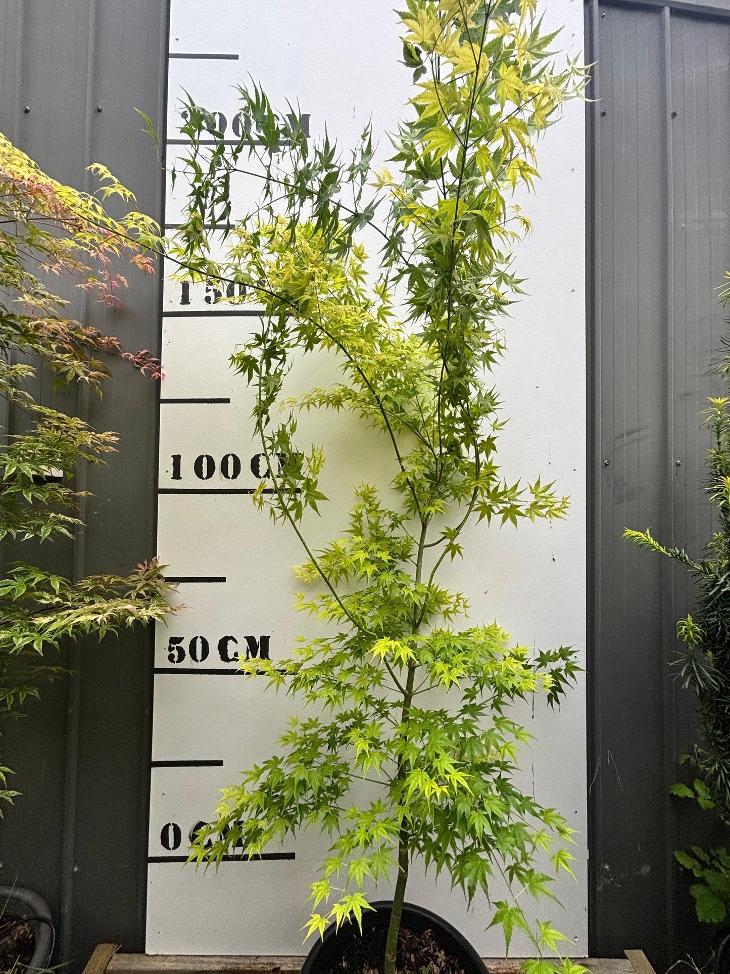 Acer Palmatum 'shidava Gold' - View 32 from www redcrocus com