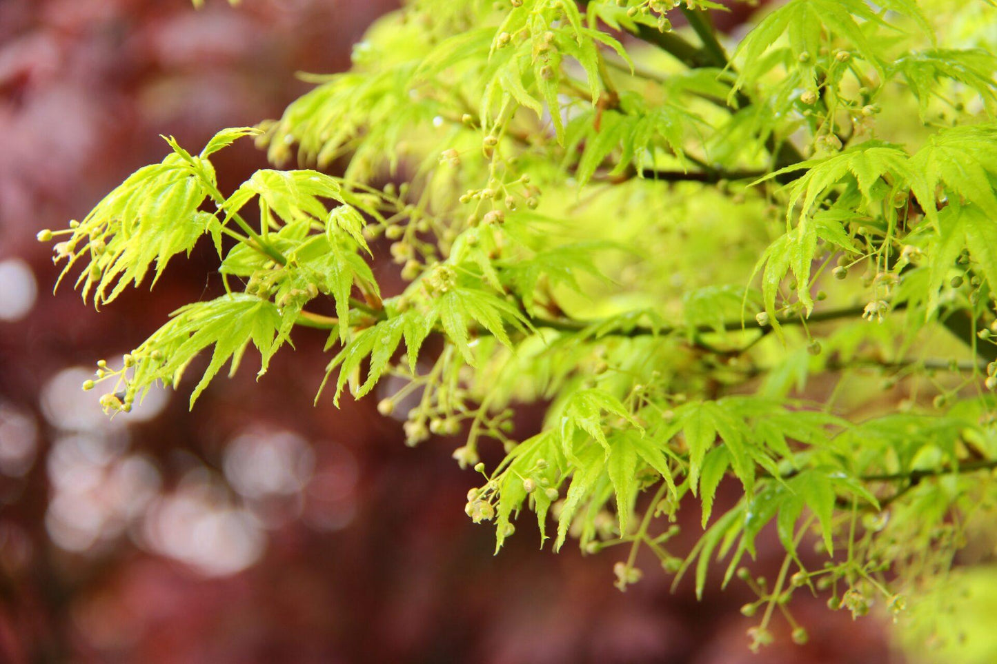 Acer Palmatum 'shidava Gold' - View 7 from www redcrocus com