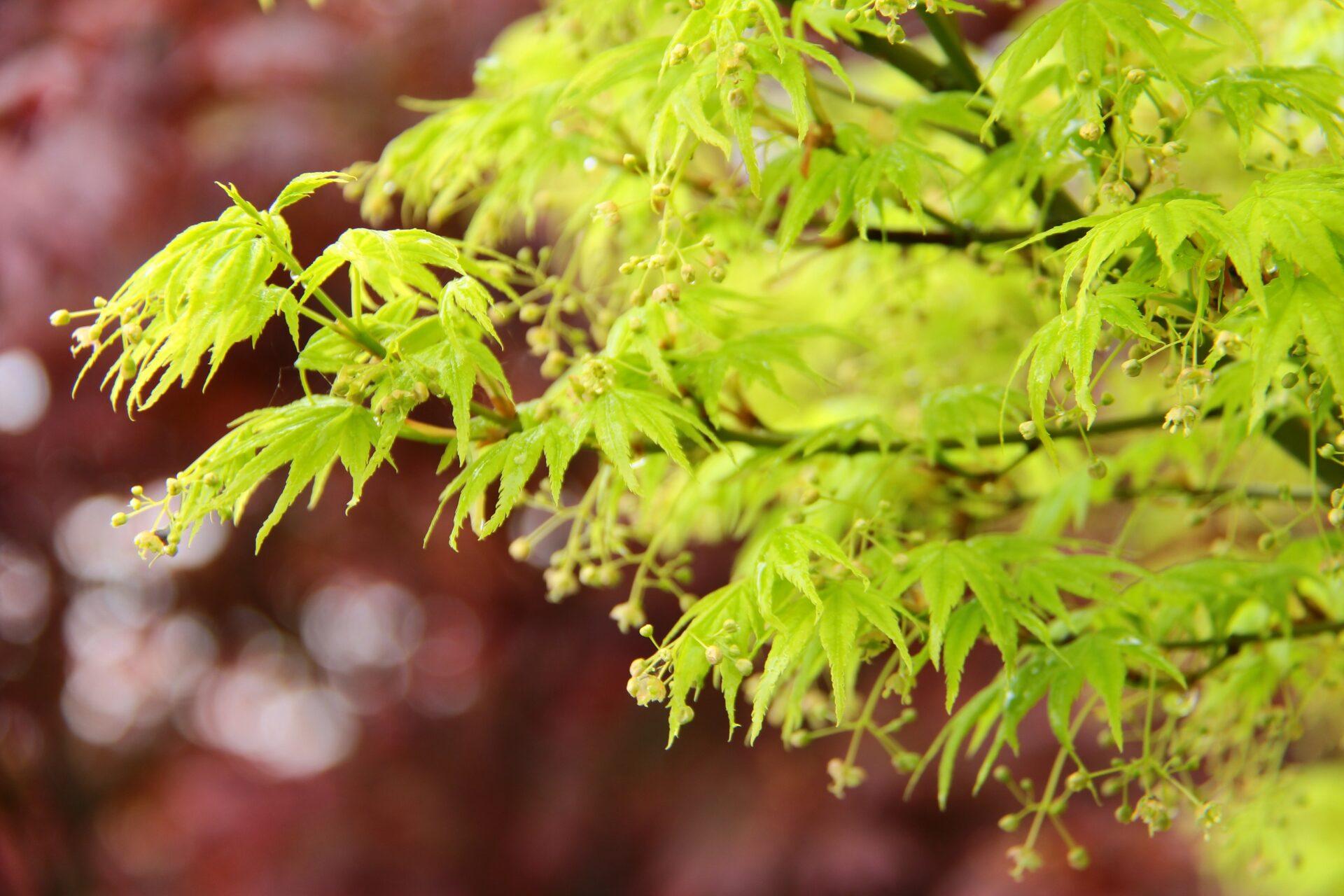 Acer Palmatum 'shidava Gold' - View 7 from www redcrocus com